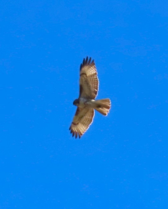 Red-tailed Hawk - ML617121111