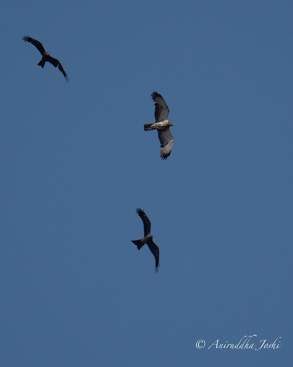 Oriental Honey-buzzard - ML617121119