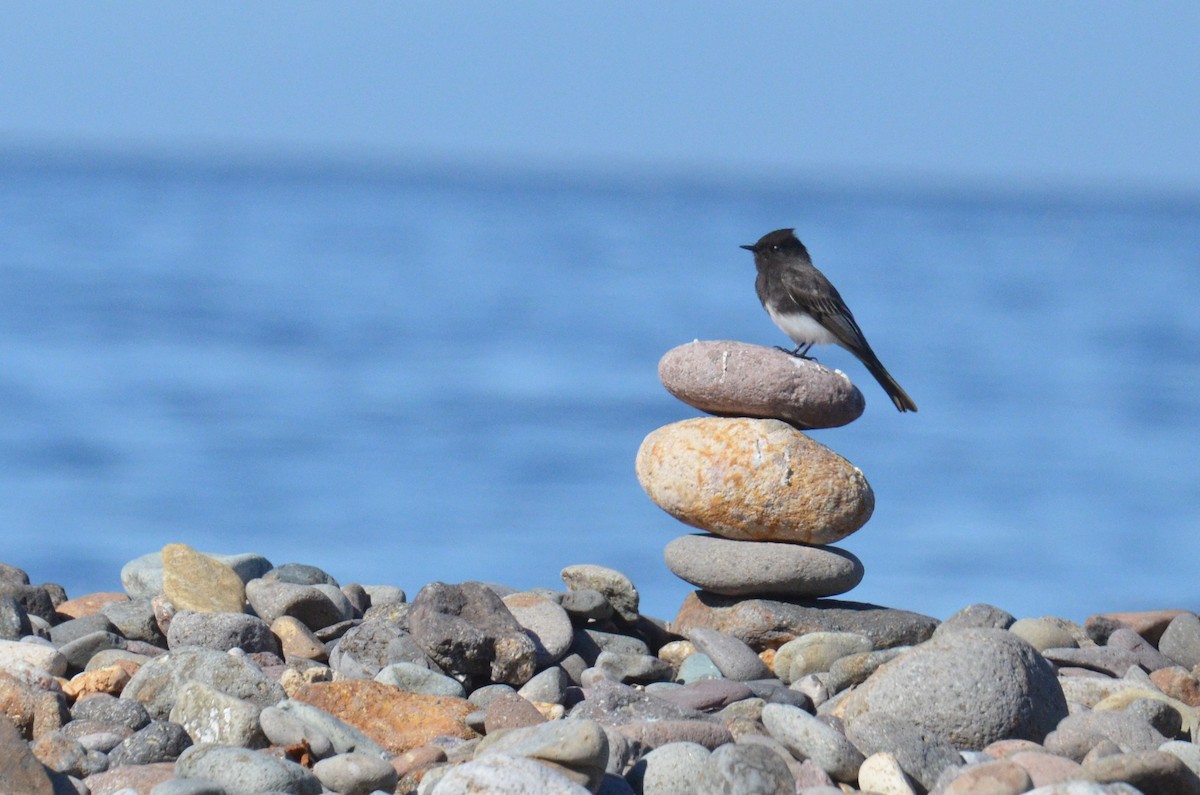 Black Phoebe - ML617121160