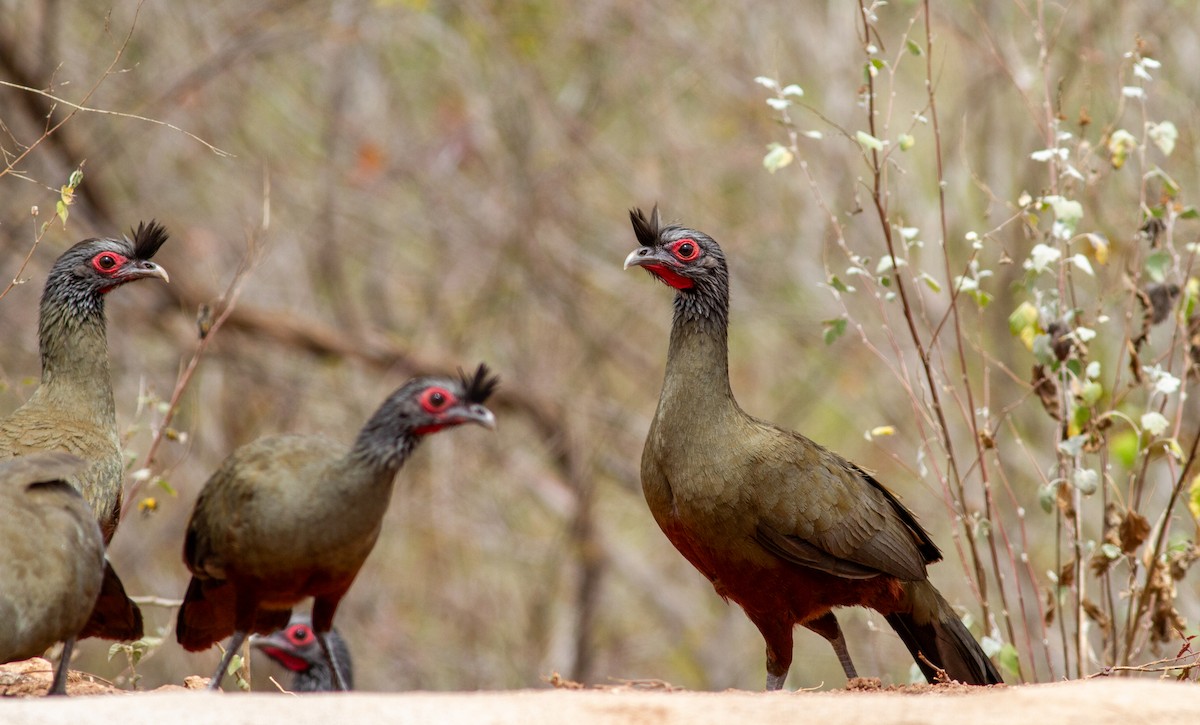 Rufous-bellied Chachalaca - ML617121161