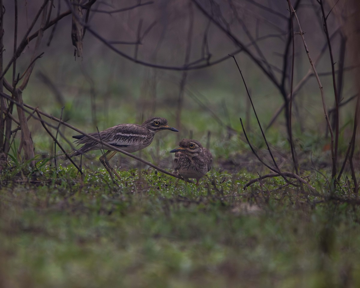 Indian Thick-knee - ML617121271
