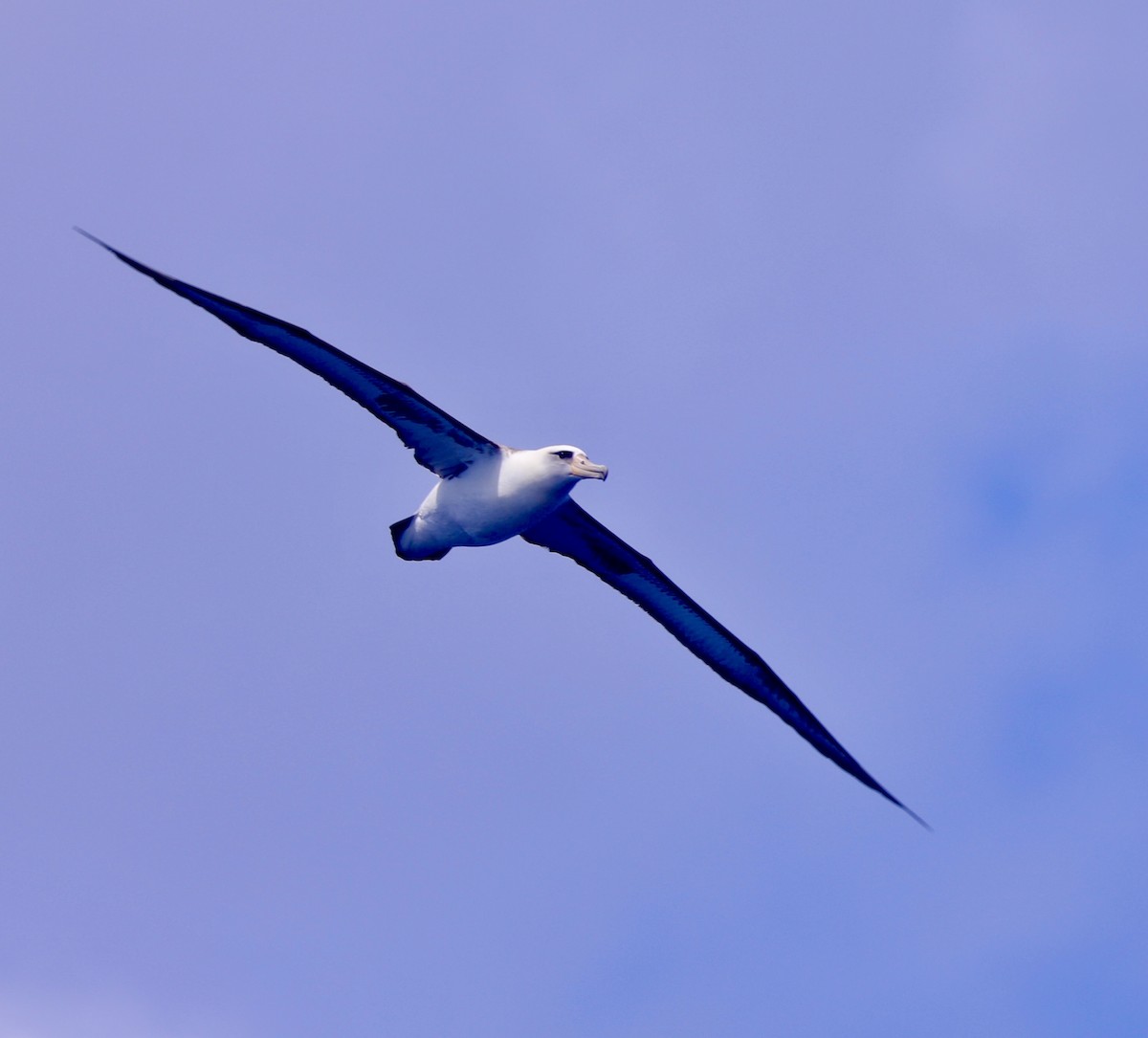 Albatros de Laysan - ML617121277