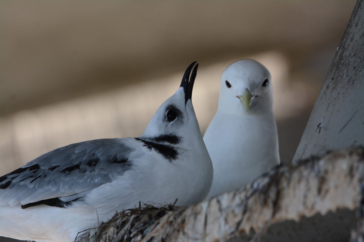 Black-legged Kittiwake - ML617121278