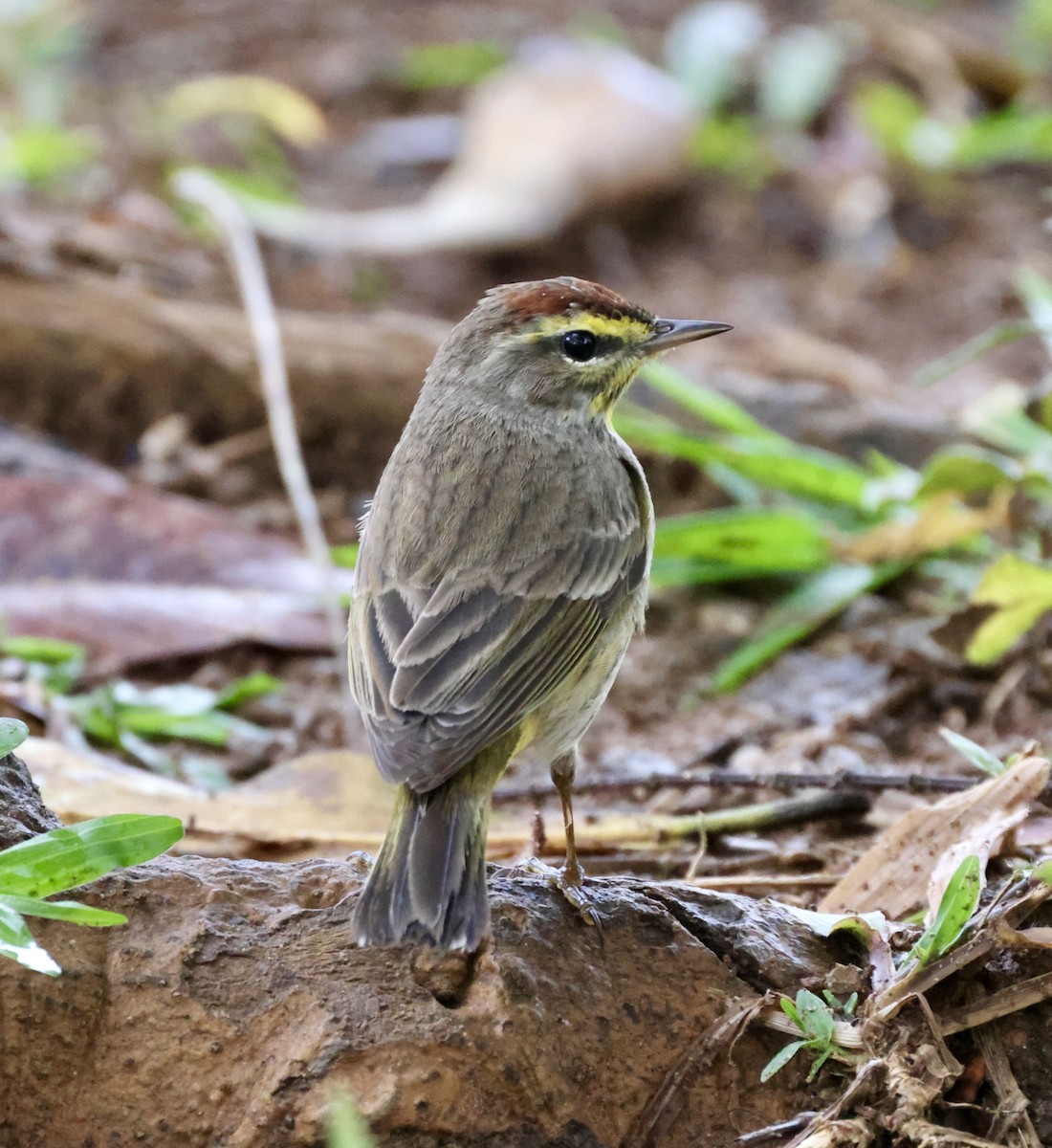 Palm Warbler - ML617121287