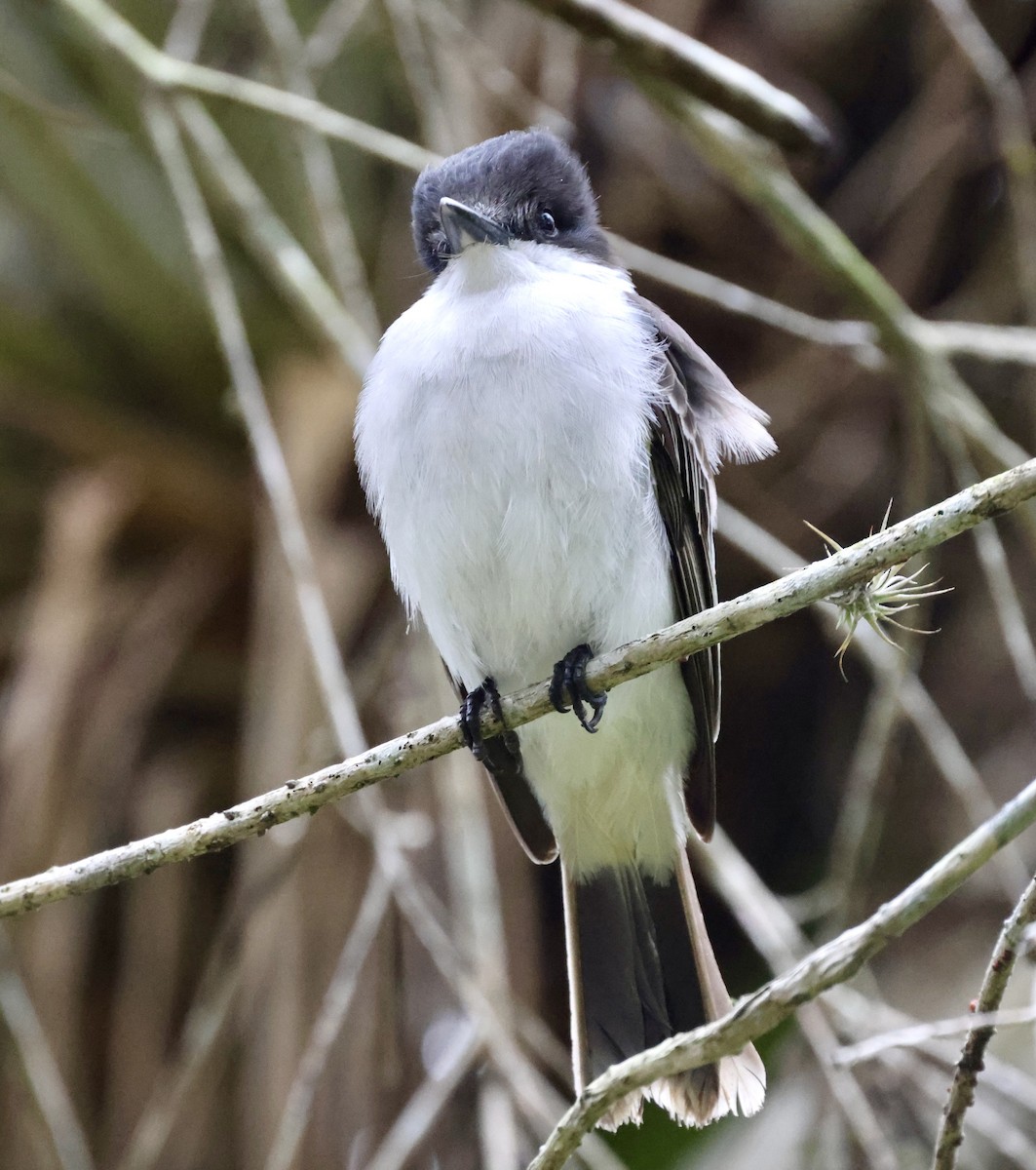 Loggerhead Kingbird - ML617121301