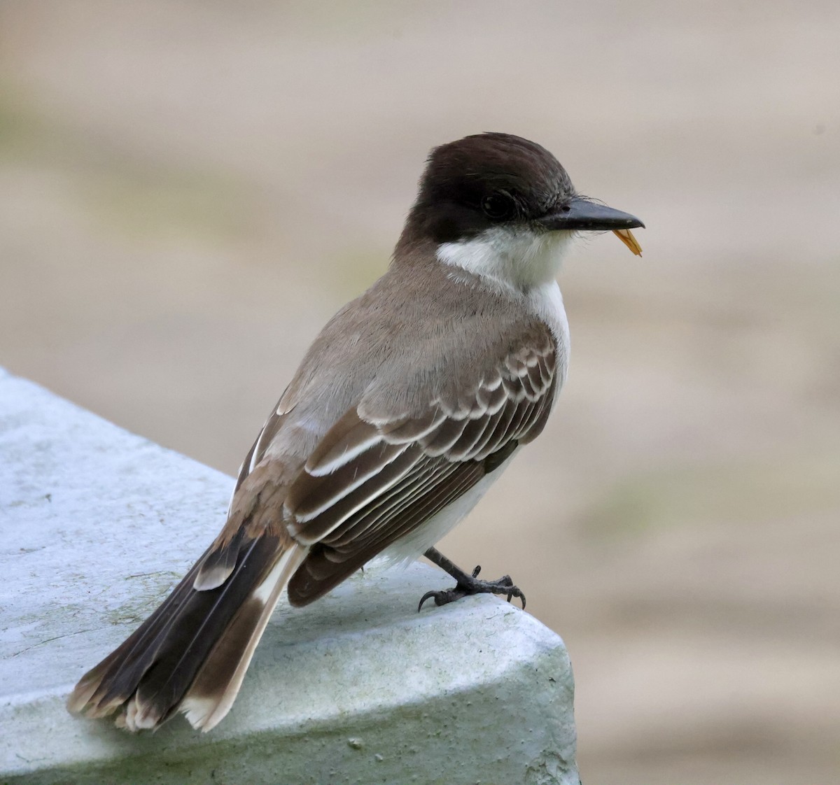 Loggerhead Kingbird - Cheryl Rosenfeld