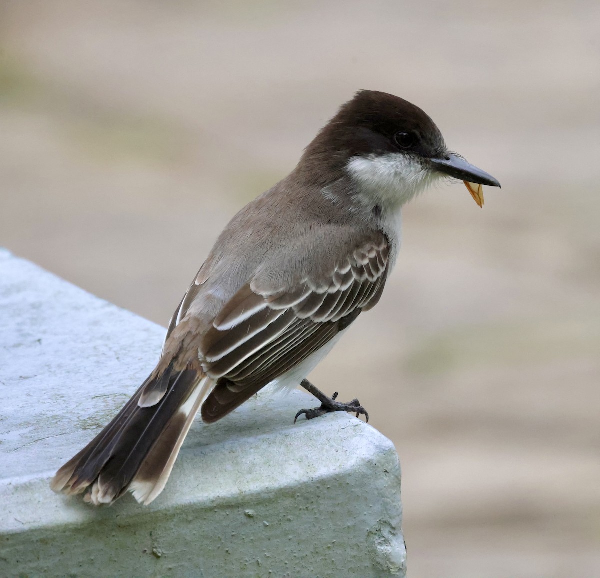 Loggerhead Kingbird - ML617121303