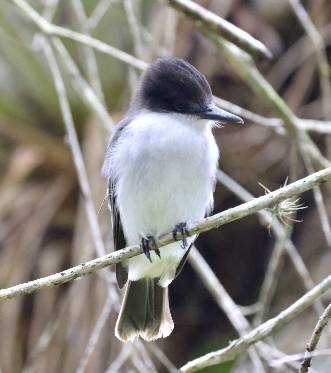 Loggerhead Kingbird - Cheryl Rosenfeld