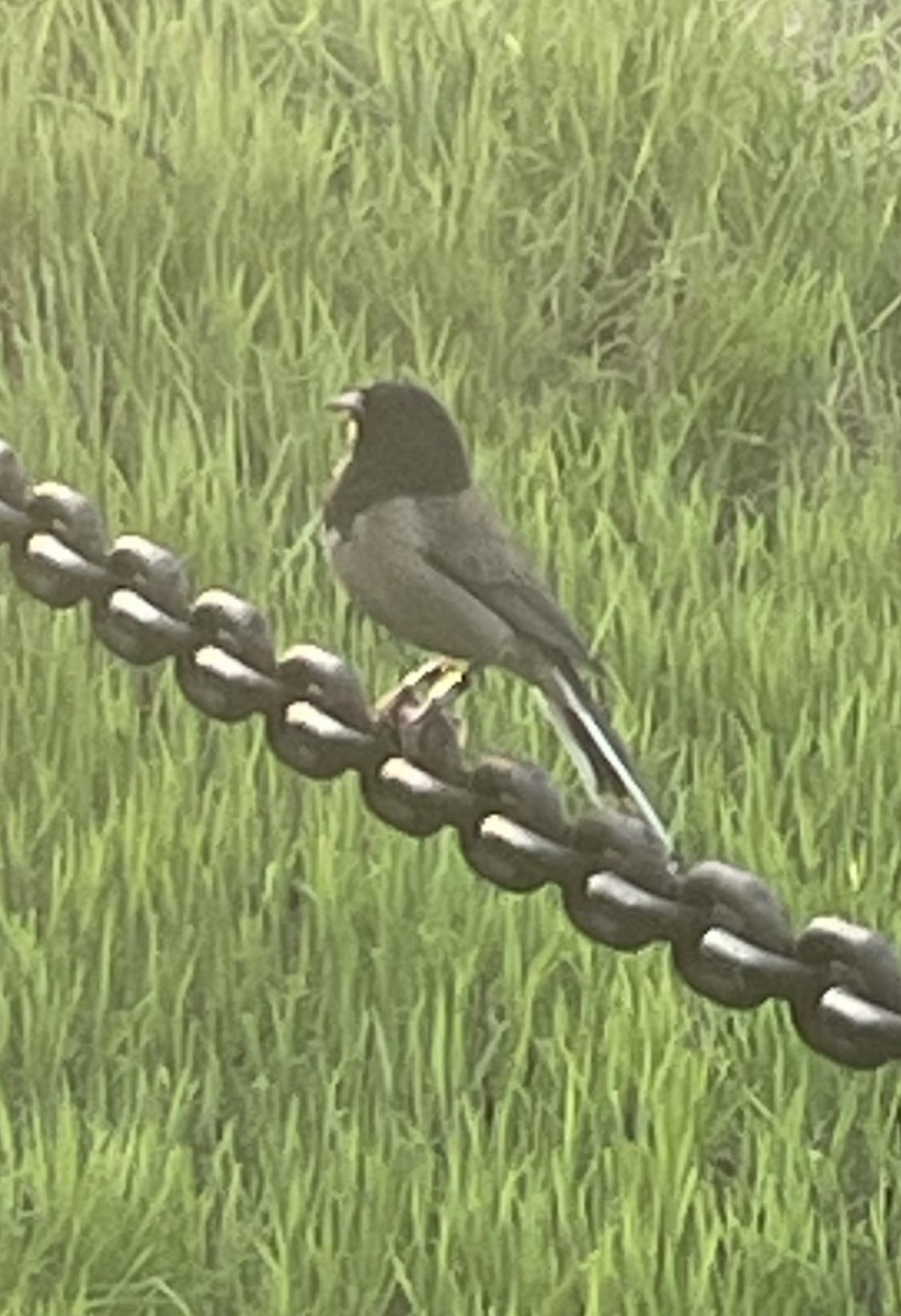 Dark-eyed Junco - ML617121320