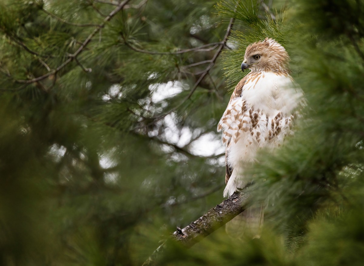 Red-tailed Hawk - ML617121332