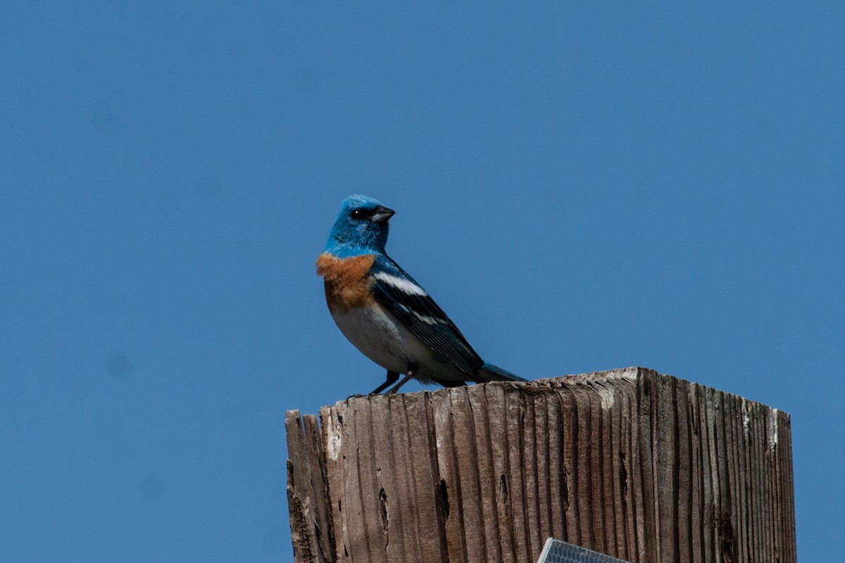 Lazuli Bunting - Craig Tumer