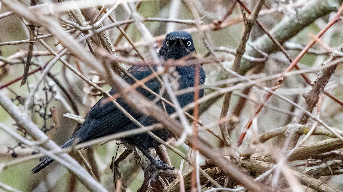 Rusty Blackbird - ML617121502