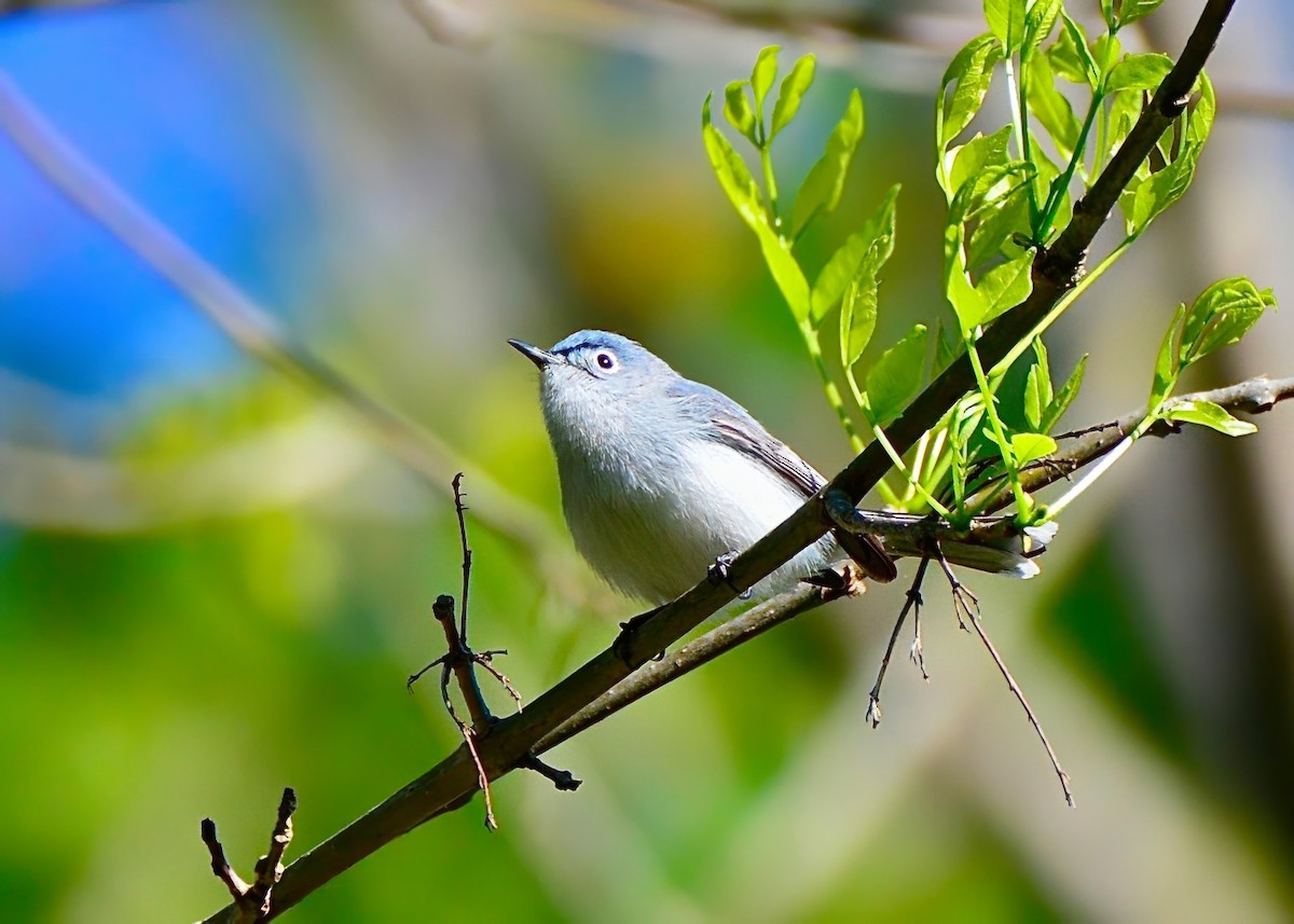 Blue-gray Gnatcatcher - ML617121509