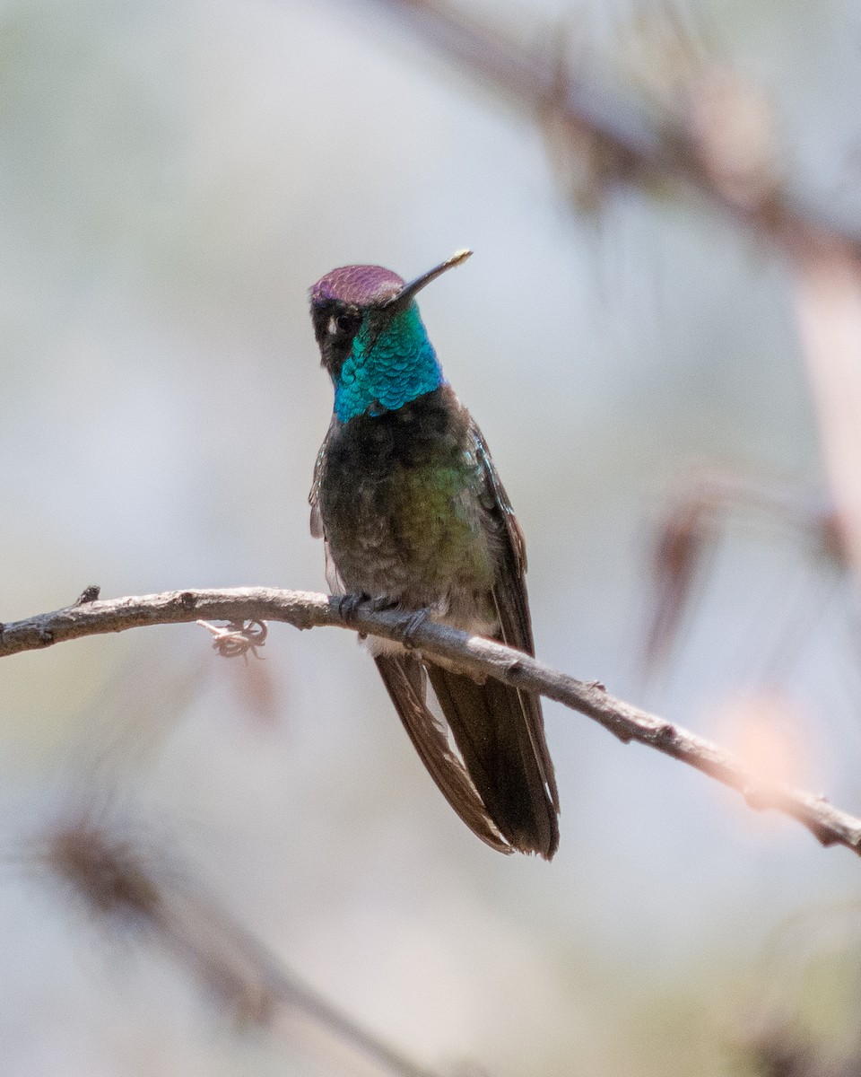kolibřík skvostný - ML617121518