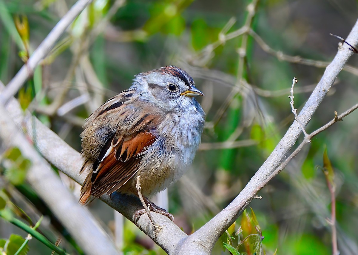 Swamp Sparrow - ML617121526