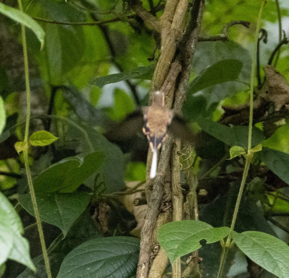 Dunkelschattenkolibri - ML617121573