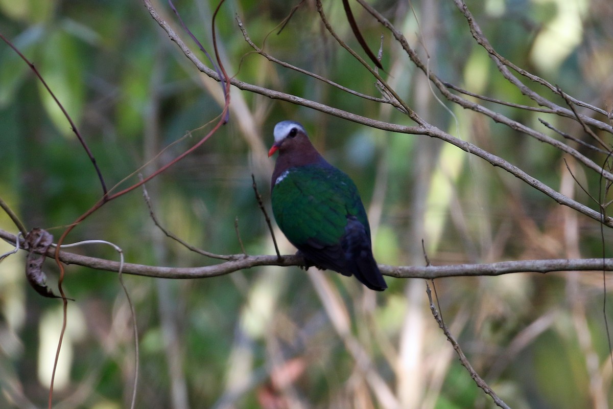 Asian Emerald Dove - Dave Beeke