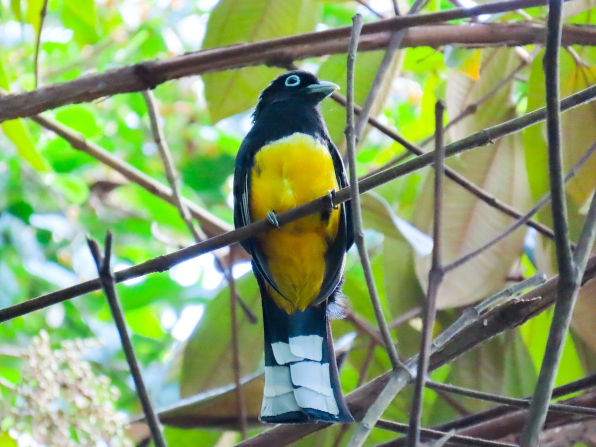 Black-headed Trogon - ML617121603