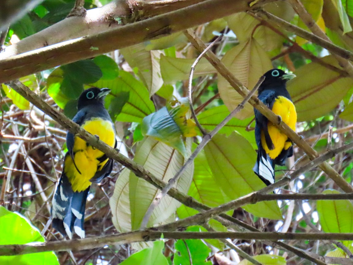 Black-headed Trogon - ML617121605