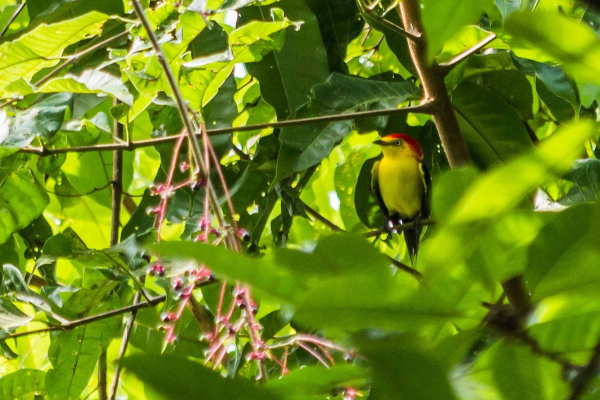 Wire-tailed Manakin - Lázaro Barreto