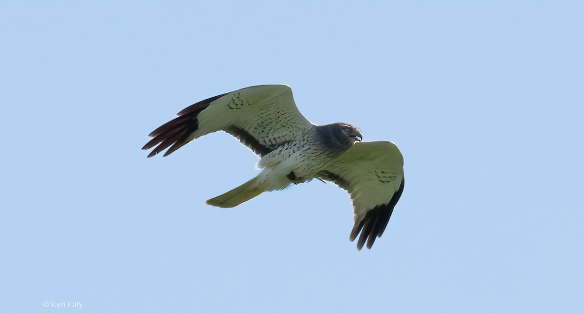 Northern Harrier - ML617121693