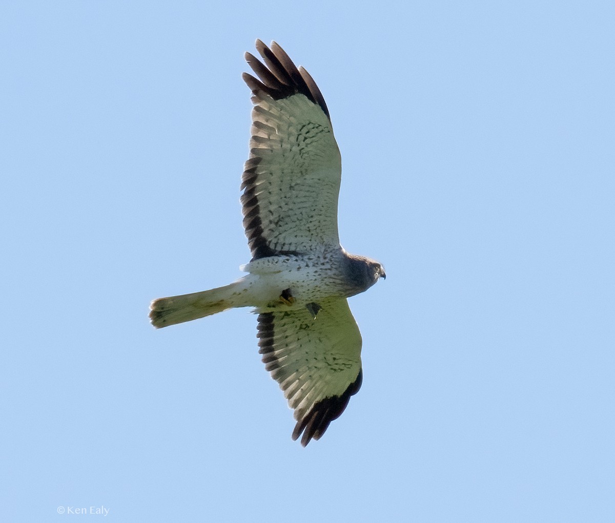 Northern Harrier - ML617121694