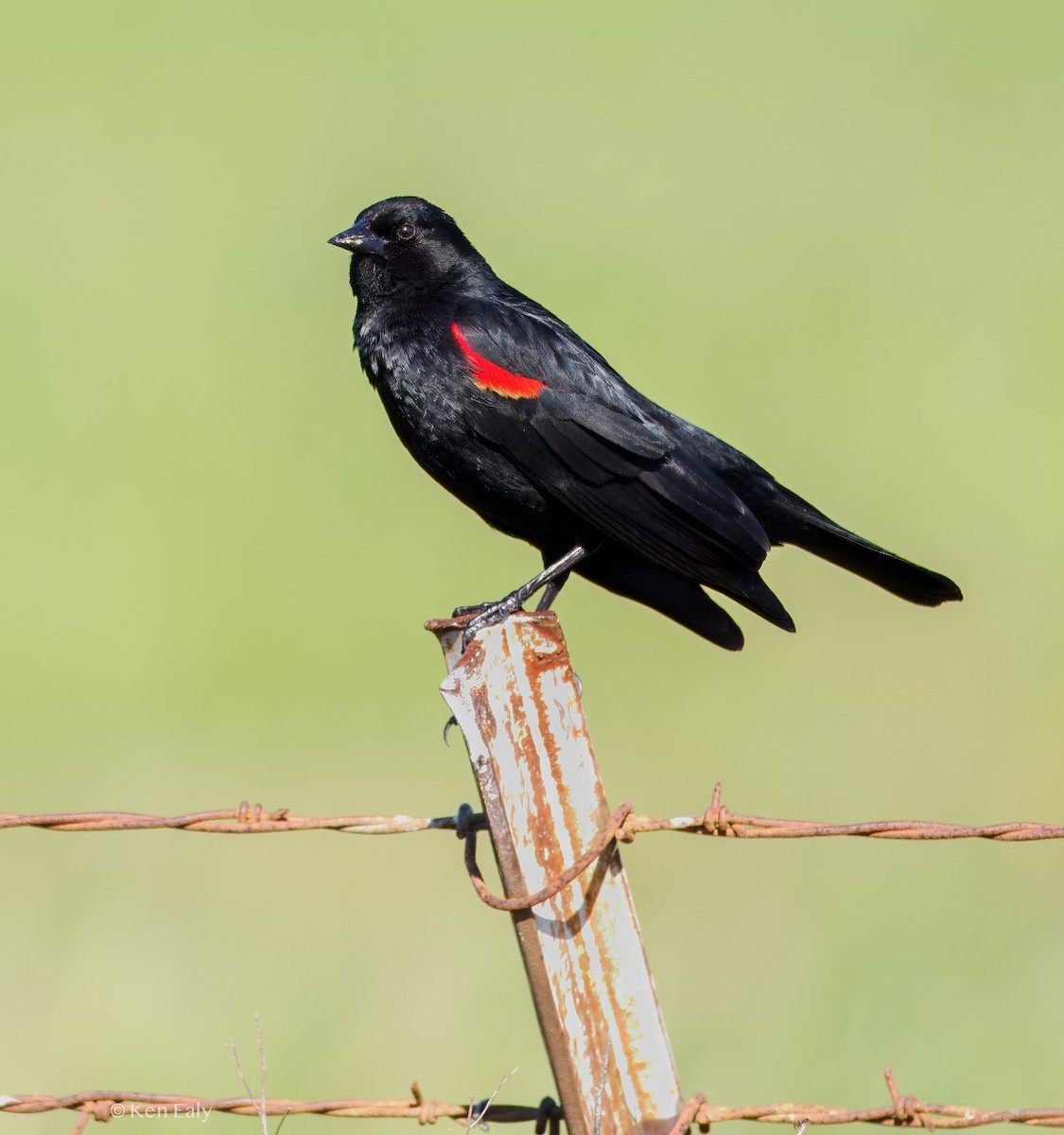 Al Kanatlı Karatavuk [phoeniceus grubu] - ML617121700