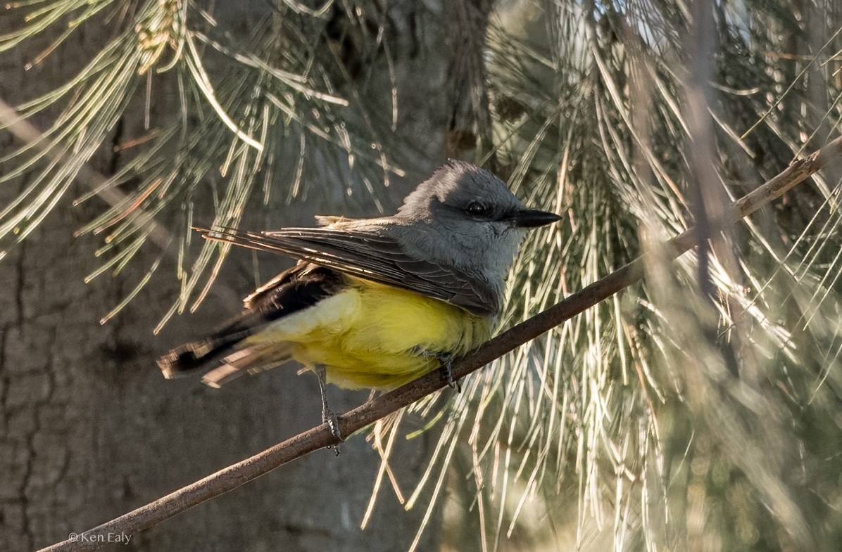 Western Kingbird - Ken Ealy