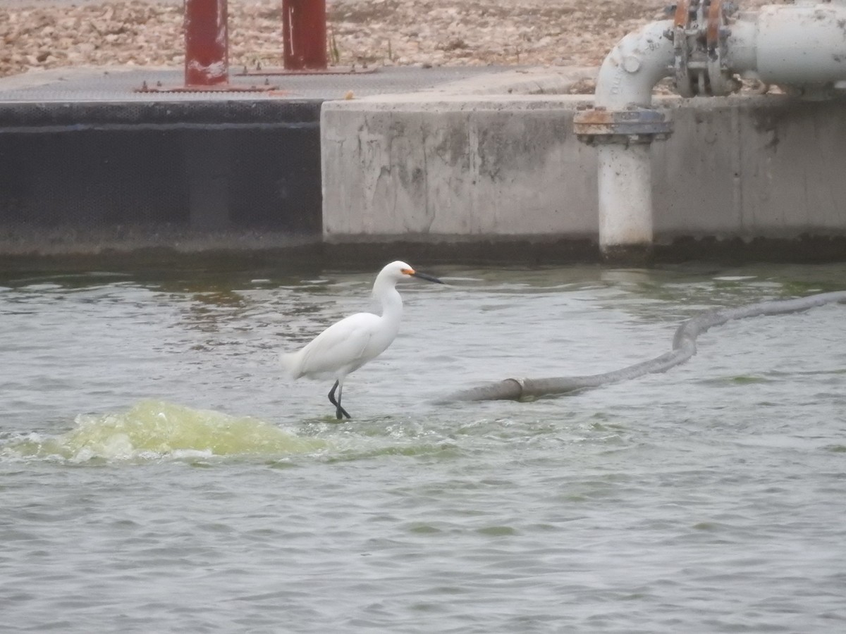 Snowy Egret - ML617121712