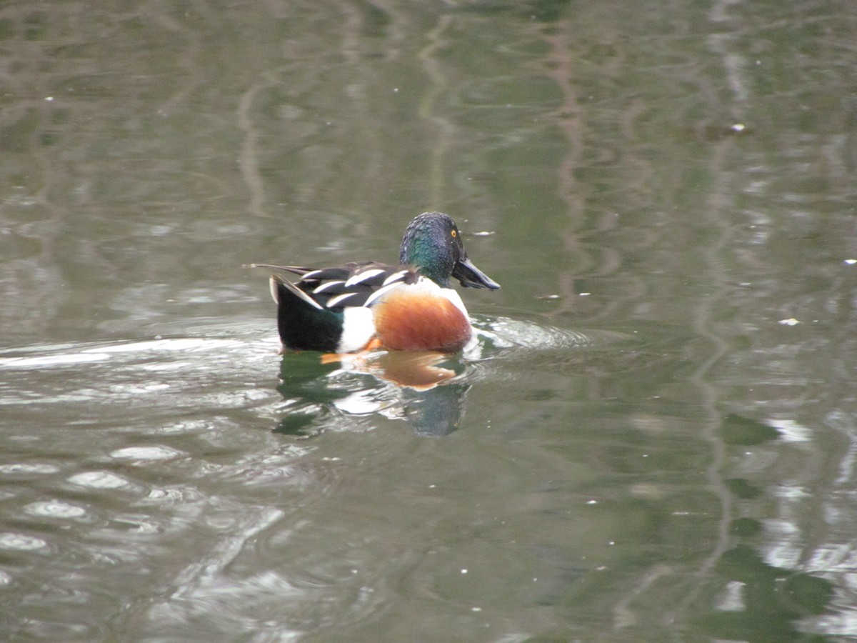 Northern Shoveler - Kenneth Pangbourne