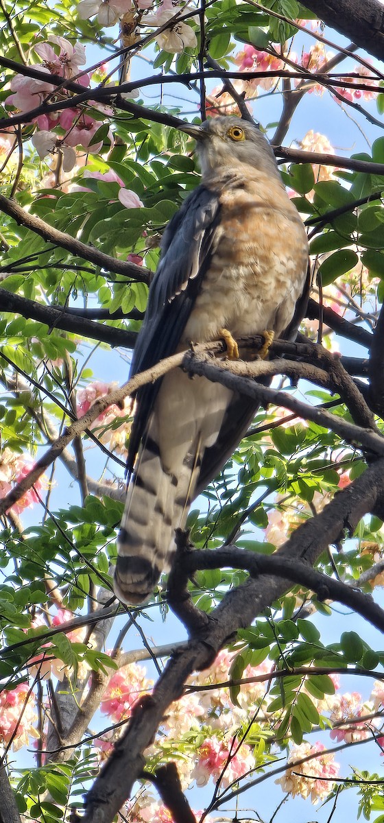 Common Hawk-Cuckoo - Shweta Avinash