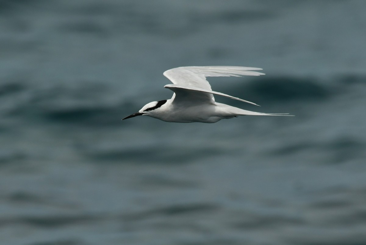 Black-naped Tern - ML617121837