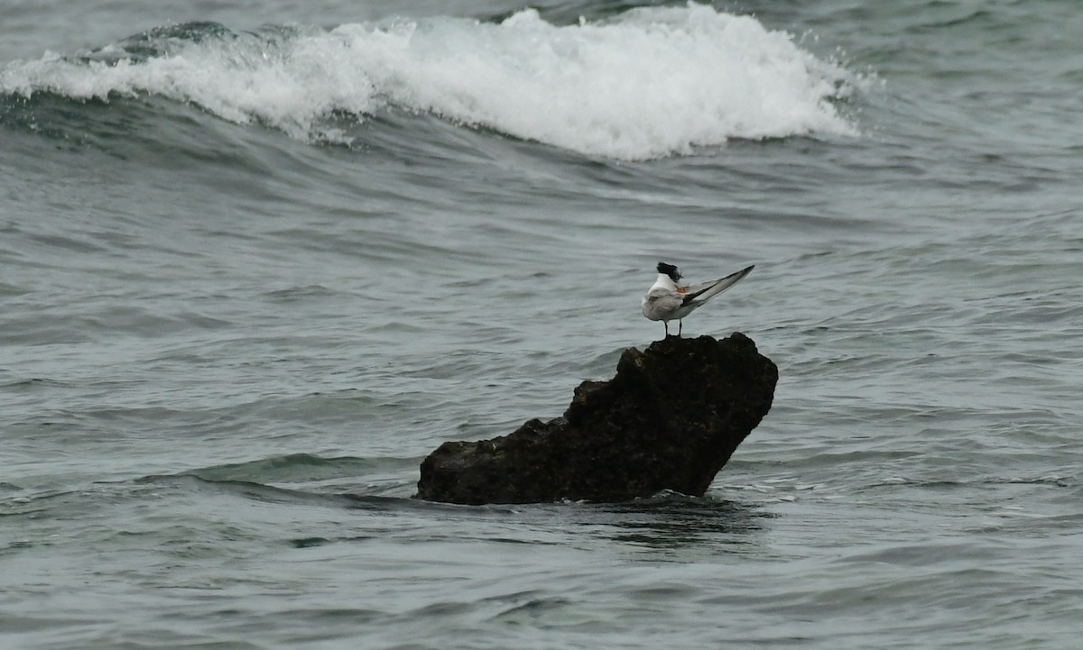 Lesser Crested Tern - ML617121842