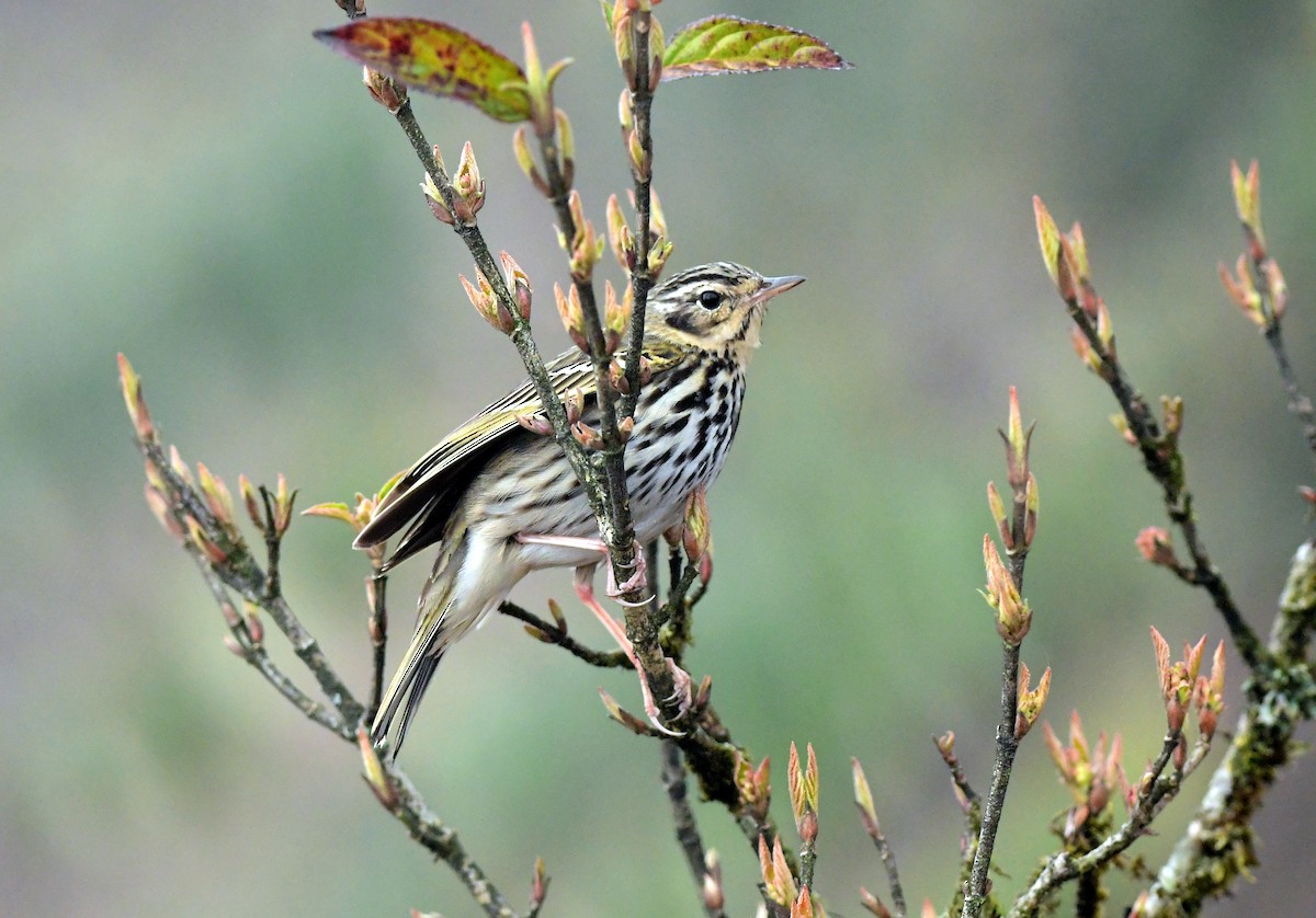 Pipit à dos olive - ML617121866