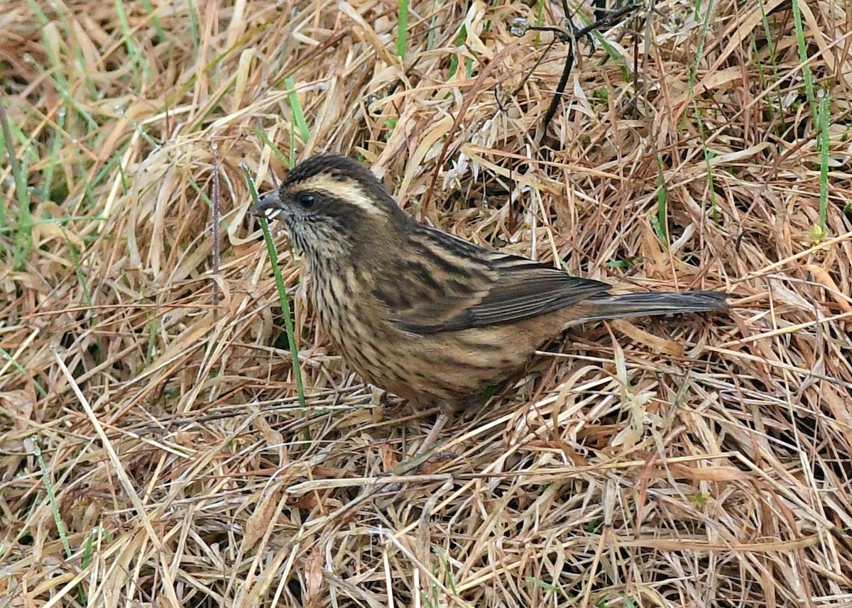Pink-browed Rosefinch - ML617121889