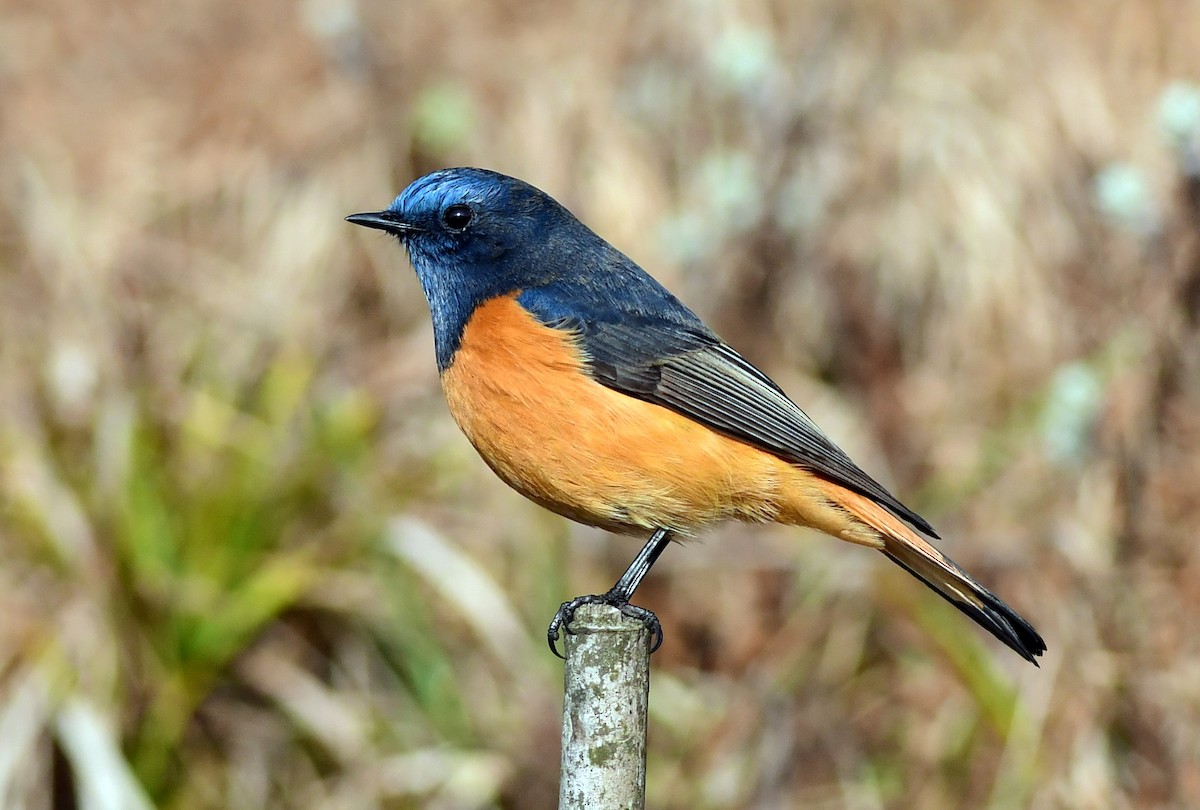 Blue-fronted Redstart - ML617121966