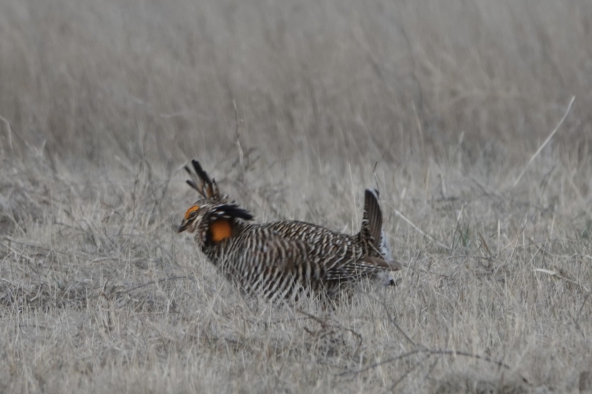 Greater Prairie-Chicken - Molly Donahue