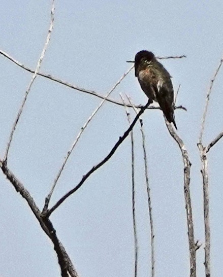Anna's Hummingbird - ML617122080