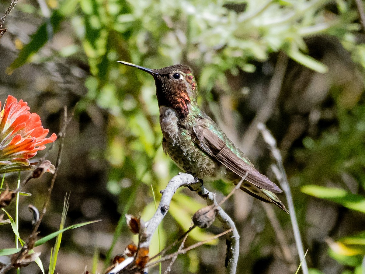 Anna's Hummingbird - ML617122161