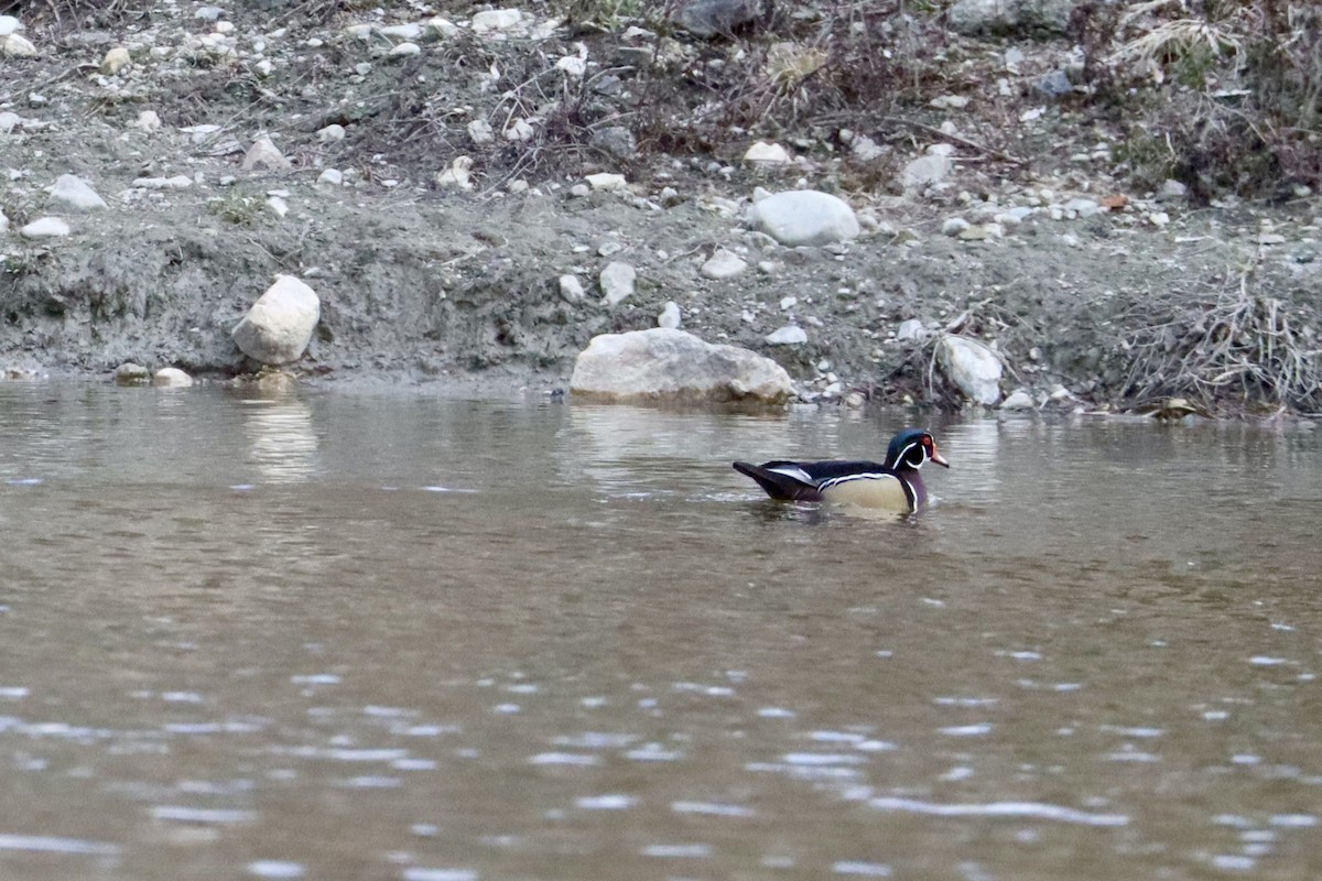 Wood Duck - ML617122179