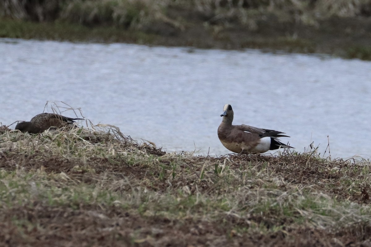 American Wigeon - ML617122210