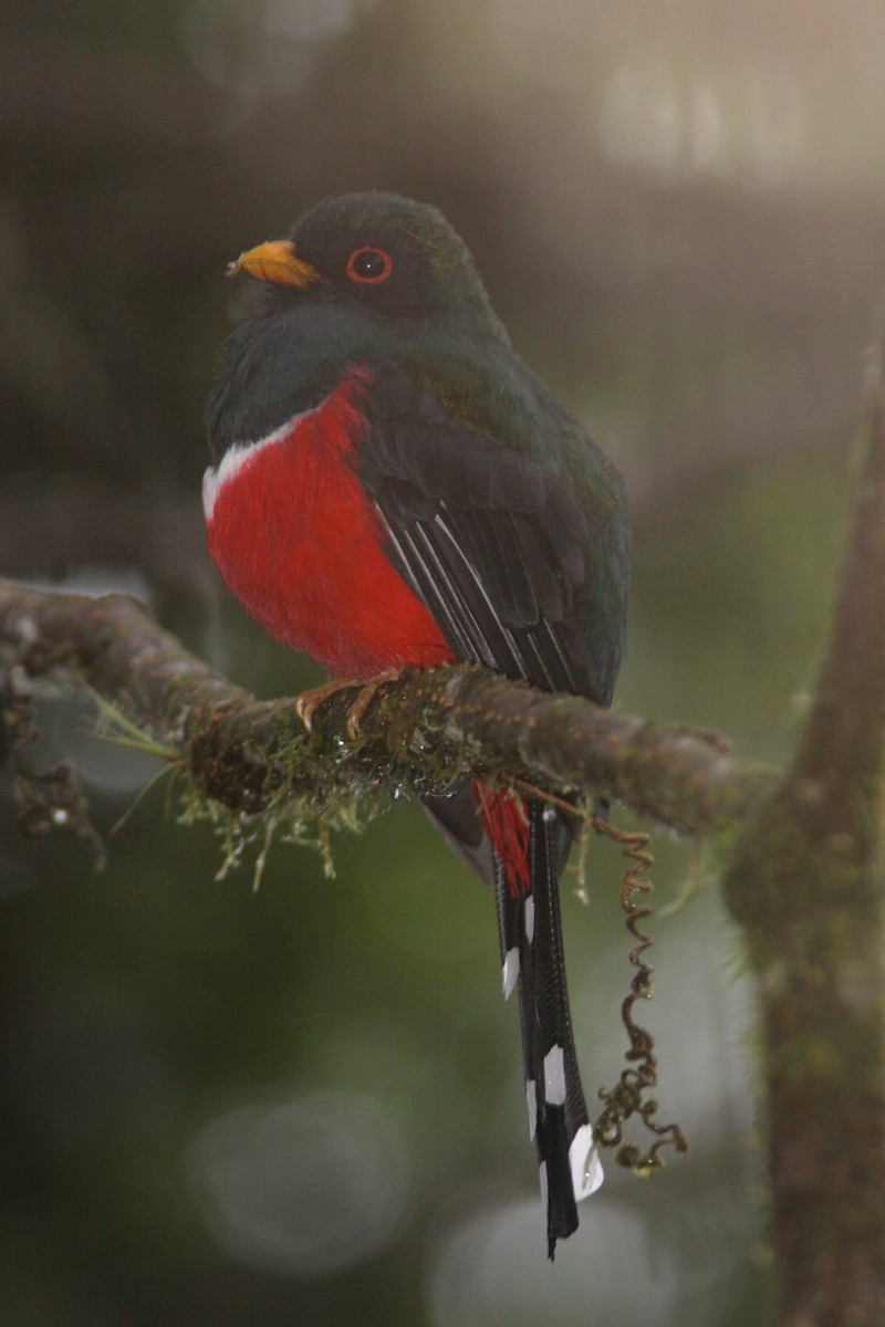 Masked Trogon - ML617122233