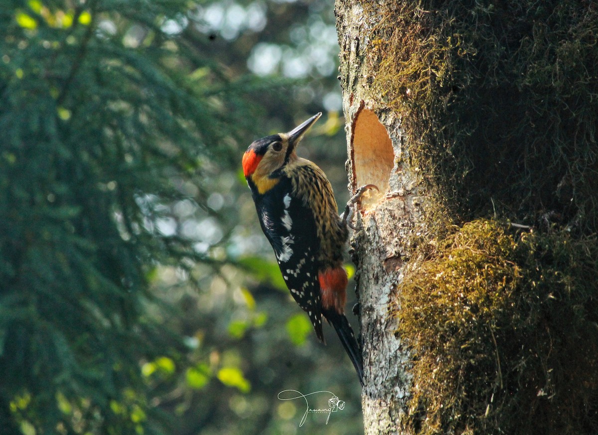 Darjeeling Woodpecker - ML617122346