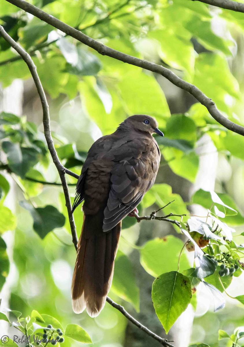 Brown Cuckoo-Dove - ML617122351