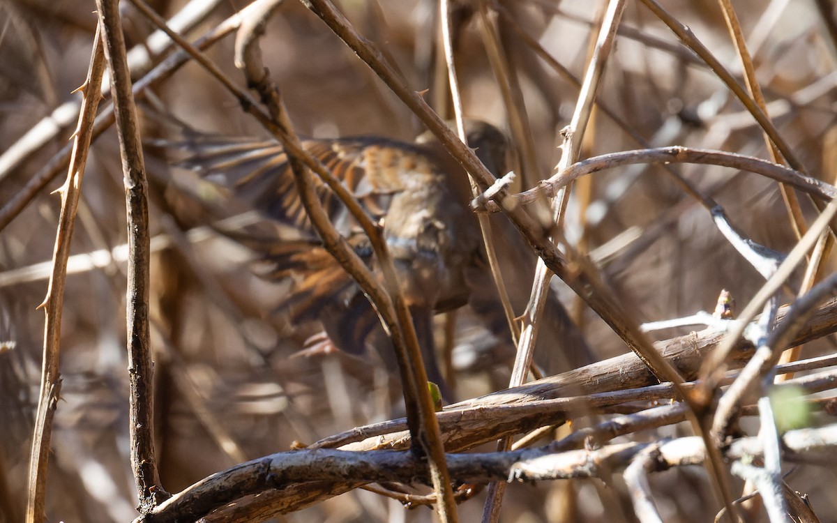 Fox Sparrow - ML617122407