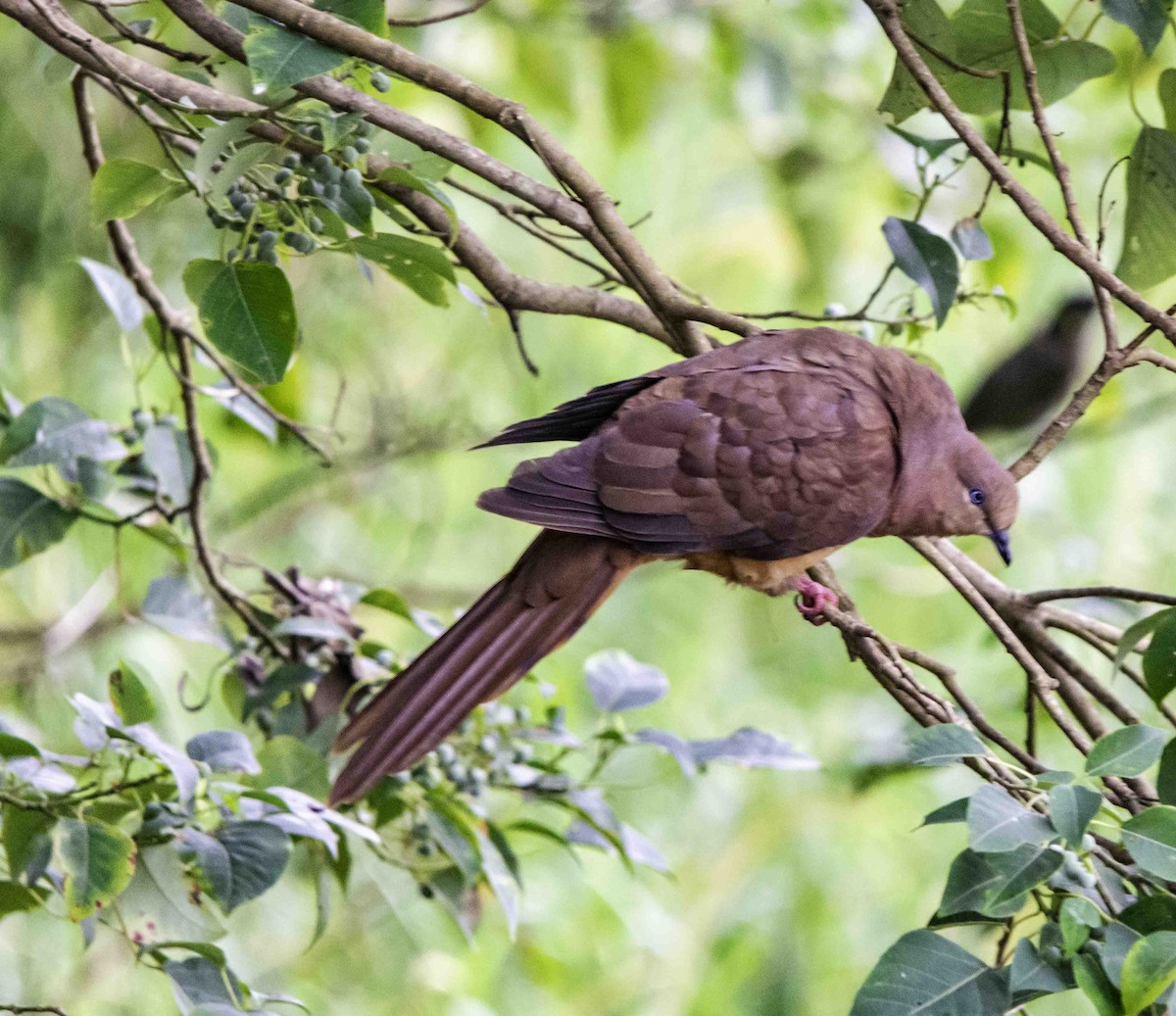 Brown Cuckoo-Dove - ML617122450