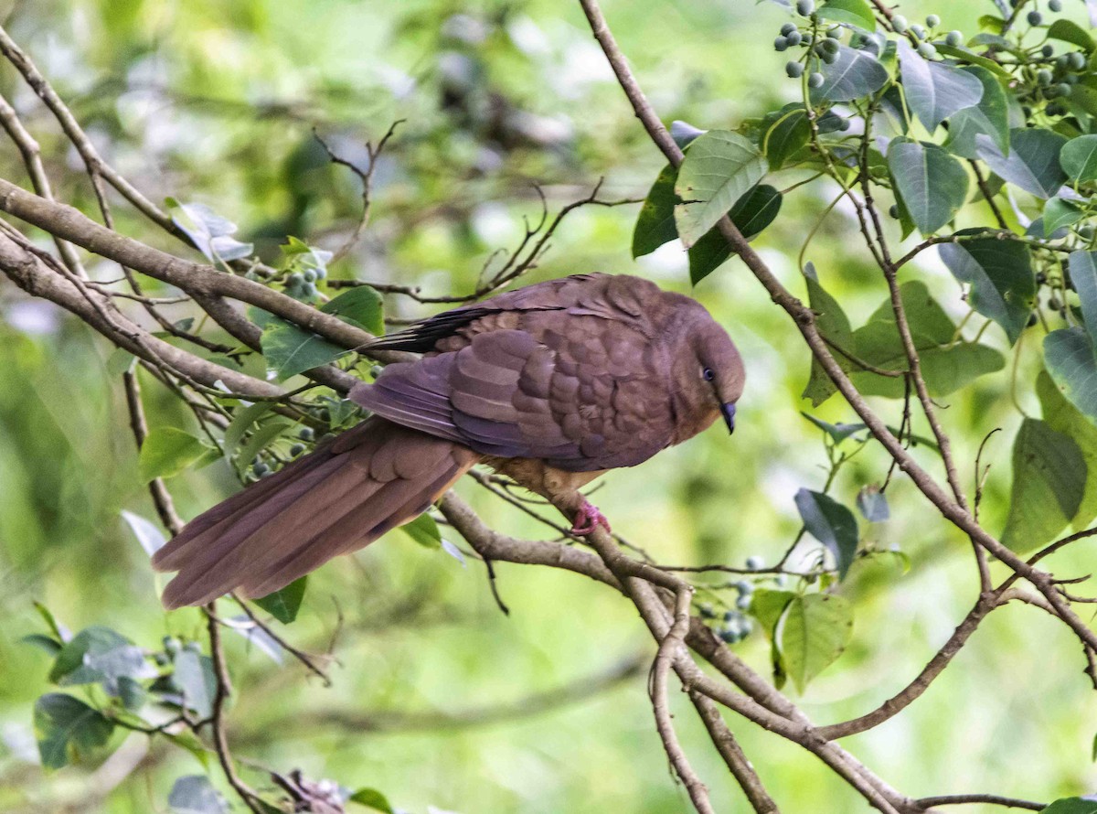 Brown Cuckoo-Dove - ML617122451
