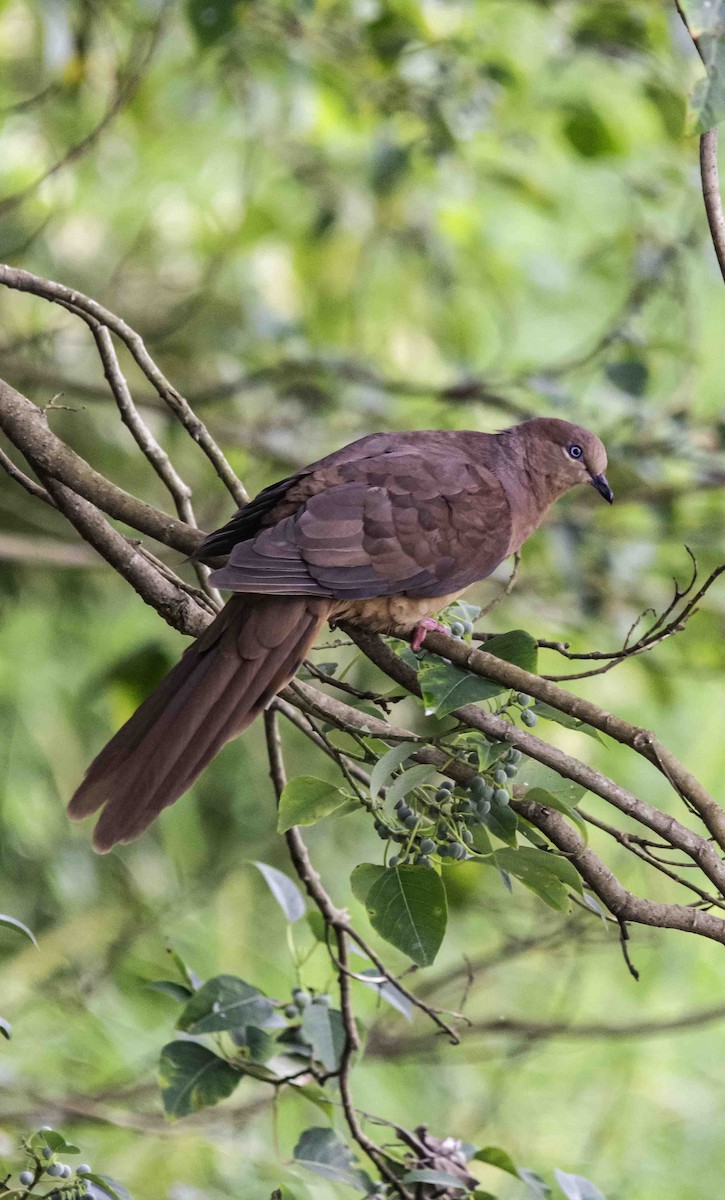Brown Cuckoo-Dove - ML617122452