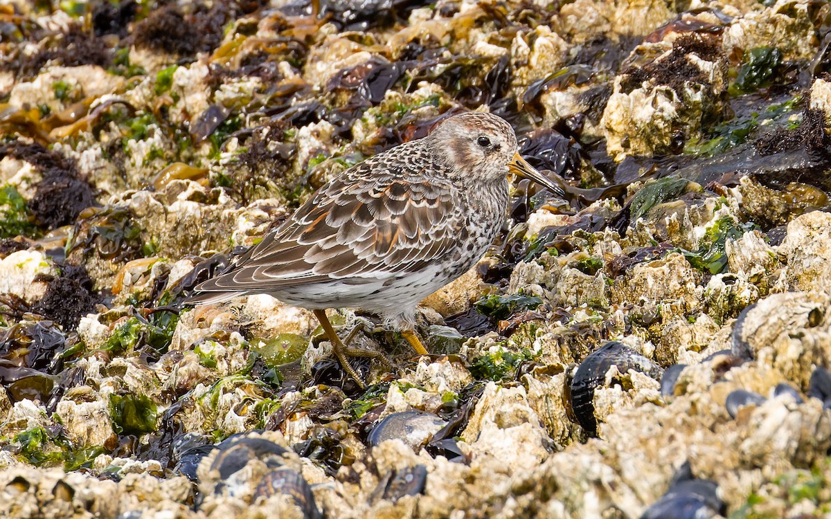 Rock Sandpiper (quarta/tschuktschorum/couesi) - ML617122498