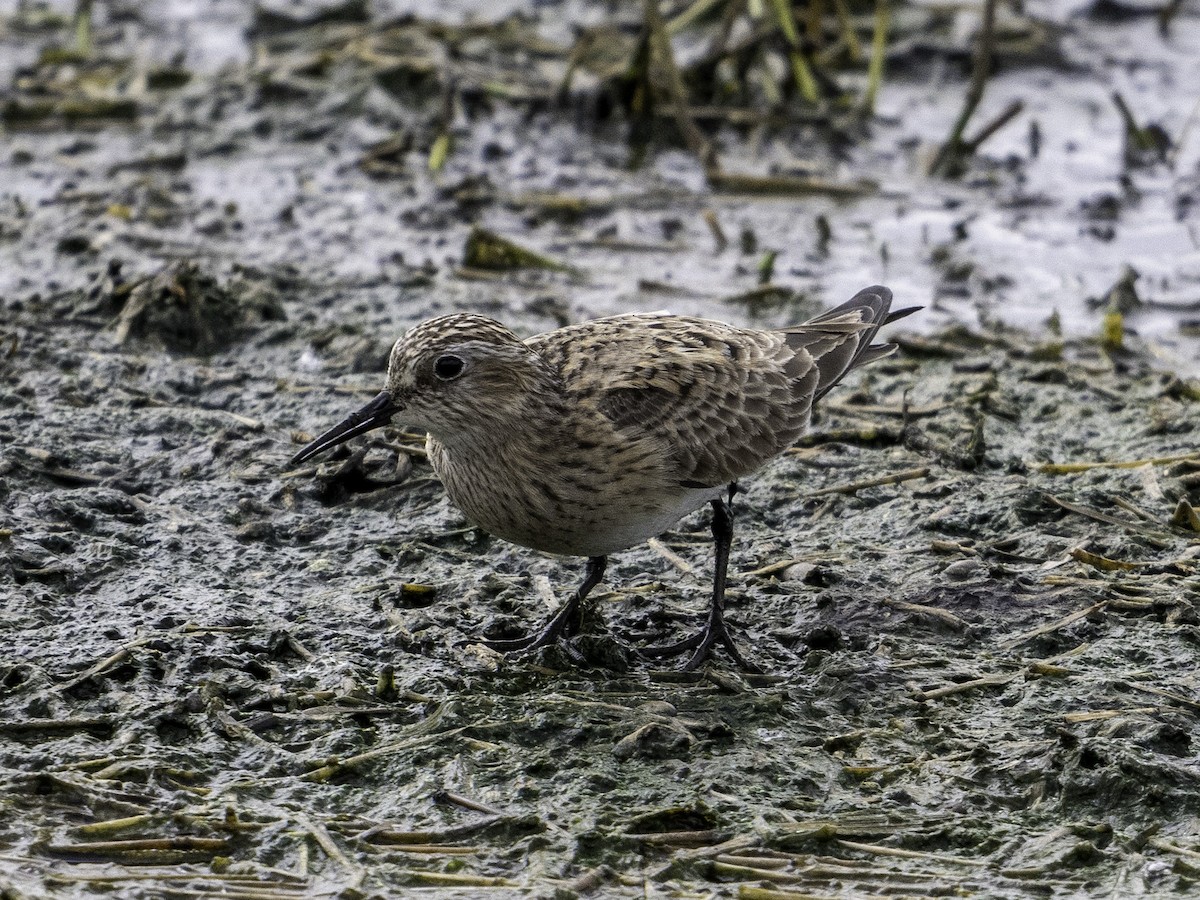 Baird's Sandpiper - ML617122525